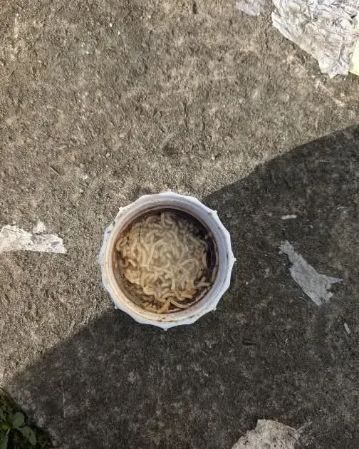 Maggots found near a drain