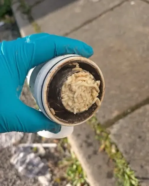 Drain pipe blocked with grease and debris.